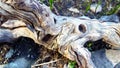 Twisted piece of driftwood near lake