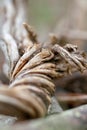 A twisted piece of tree trunk Royalty Free Stock Photo