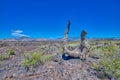 Twisted piece of wood on top of a lava flow at Craters of the Moon National Park