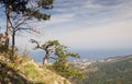 Twisted pine on cliff Royalty Free Stock Photo