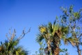 twisted pine tree branches in Florida Royalty Free Stock Photo