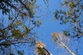 twisted pine tree branches in Florida Royalty Free Stock Photo