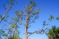 twisted pine tree branches in Florida Royalty Free Stock Photo