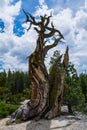 Twisted pine tree at Olmsted Point, Yosemite National Park