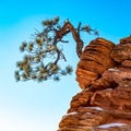 Twisted Pine Tree at Zion National Park