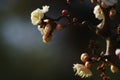 Twisted Plum tree with blooming flowers Royalty Free Stock Photo