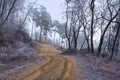 Twisted road in the forest on foggy day