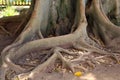 Twisted roots of an old tree Royalty Free Stock Photo