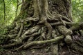 Twisted roots on truml of trees in a swamy Royalty Free Stock Photo
