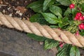 ZSL Butterfly Paradise London Zoo. Close up of twisted rope