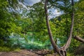 Twisted rots and trees on the edge of turquoise pond in Plitvice Lakes