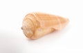 Twisted sea shell pink auger style on white background