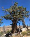 A twisted Sierra juniper tree