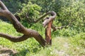 Twisted splitted trunk of the broken fallen old apricot tree