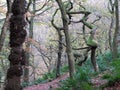 Twisted spooky eerie winter trees in misty winter forest