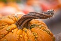 Twisted Stem of Pumpkin Royalty Free Stock Photo