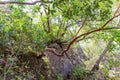 Twisted strawberry tree