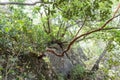 Twisted strawberry tree grows on hillside in north of Israel