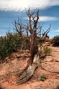 Twisted Stump Canyon Lands