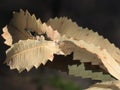 Twisted tales of Banksia