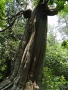 Twisted Tree Royalty Free Stock Photo