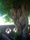 TWISTED TREE AT BILTMORE HOUSE