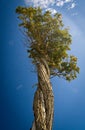 Twisted tree with blue sky in Patagonia