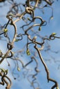 Twisted tree branch background Royalty Free Stock Photo