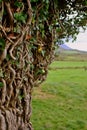 Twisted tree branches