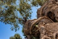 Twisted tree