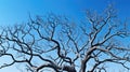 twisted tree graphics