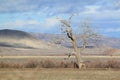 Twisted Tree at Horshoe Ranch near Beowawe