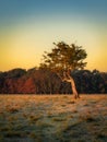 Twisted tree illuminated by sunrise with treeline in background, Pheonix Park Royalty Free Stock Photo
