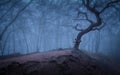A twisted tree on a knoll in a foggy forest