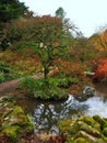 Twisted tree reflected in a pond Royalty Free Stock Photo