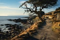 Twisted Tree on Rocky Coastal Path at Sunset. Generative AI Royalty Free Stock Photo