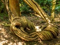 Twisted tree roots in a dense forest, showcasing the unique patterns and textures of the wood. Royalty Free Stock Photo