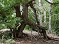 Twisted tree roots in the forest Royalty Free Stock Photo