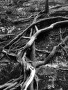 Twisted Tree Roots in the Forest with Stone and Rock Wall. Royalty Free Stock Photo