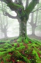 Twisted tree roots with moss on forest