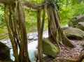Twisted tree roots near Iao Valley, Maui Royalty Free Stock Photo