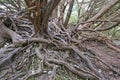 Twisted Tree roots Royalty Free Stock Photo