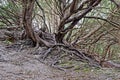 Twisted Tree roots Royalty Free Stock Photo