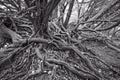 Twisted Tree roots Royalty Free Stock Photo