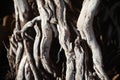 Twisted tree roots on the surface close up Royalty Free Stock Photo