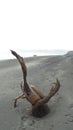 Twisted tree trunk on the beach in Raglon Royalty Free Stock Photo