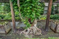 Twisted Tree Trunk Between Two Wooden Posts. Royalty Free Stock Photo