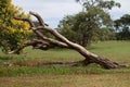 Twisted tree trunk