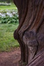 Twisted Tree Trunk in a Garden Royalty Free Stock Photo