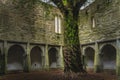 Twisted tree trunk in inner courtyard of 15th century monastery Muckross Abbey Royalty Free Stock Photo